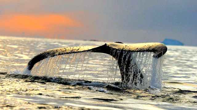고래의 눈으로 바라본 남극의 모습, 환상적인 새로운 세계