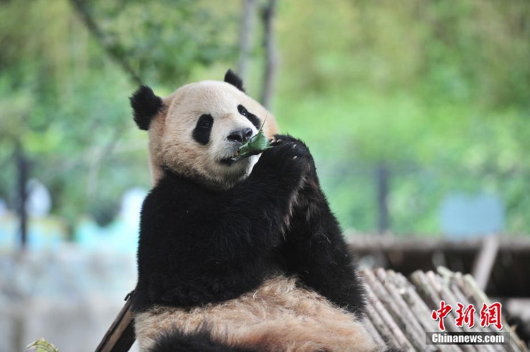 중국: 단오절 맞아 쭝쯔 먹는 윈난 야생동물원의 귀여운 동물들