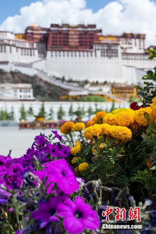 중국 시짱 ‘설상고원’에 찾아온 봄, 활짝 핀 꽃들로 관광객 몰이 중