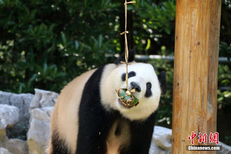 단오절 맞아 중국 양저우 동물원에서 특식 ‘쭝쯔’ 먹는 판다
