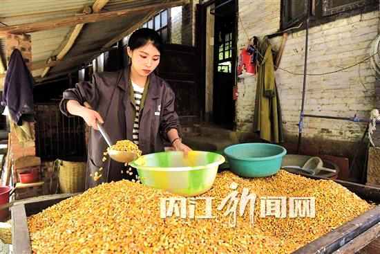 쓰촨 20대 미녀 대학생, 호저 사육으로 연매출 5천만 원