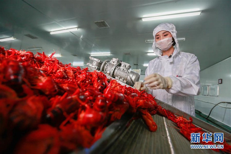 6월 4일, 장쑤(江蘇, 강소)성 쉬이(盱眙)현의 한 바닷가재 가공 업체의 직원이 생산라인에서 작업을 하고 있는 모습이다.