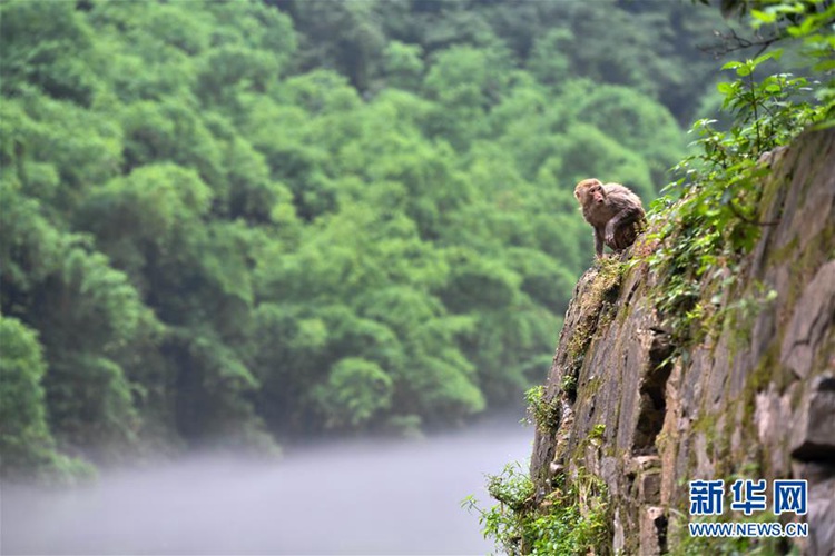 충칭 ‘샤오싼샤’의 야생 원숭이들, 귀여운 모습에 시선 사로잡아