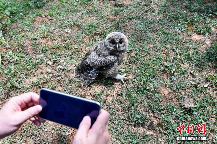 중국 윈난: 자연으로 돌아간 266마리 야생동물