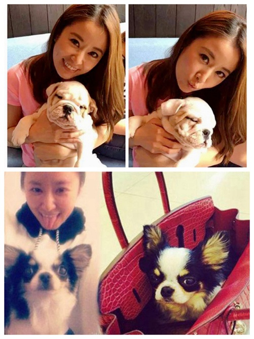 ‘하하랜드’ 노홍철 애완동물 ‘당나귀’ 공개! 중한 스타의 단짝 친구들 총정리