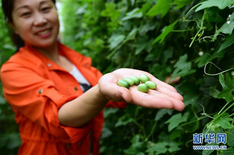 엄지손가락만한 수박 본 적 있어? 껍질째 먹는 중국의 ‘엄지수박’