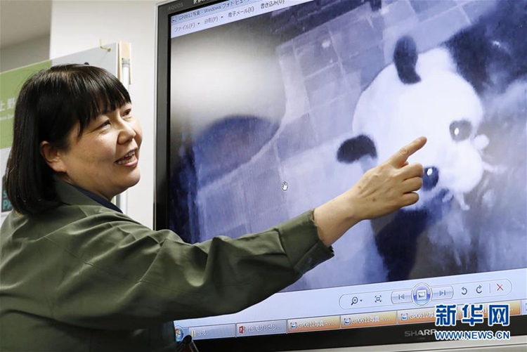 일본 우에노동물원 판다 ‘셴뉘’, 5년 만에 ‘출산’