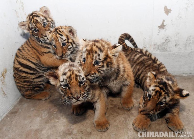 헤이룽장에서 태어난 다섯쌍둥이 호랑이, 귀여움 ‘철철’