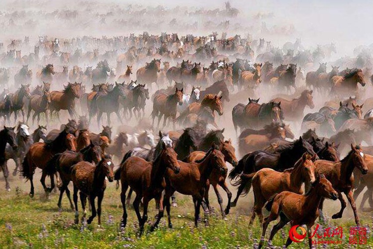 中 ‘천마의 고향’ 신장 자오쑤, 대초원을 내달리는 말들의 위엄