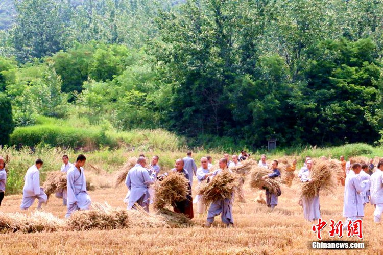 중국 소림사 승려들의 자급자족 밀밭 수행기