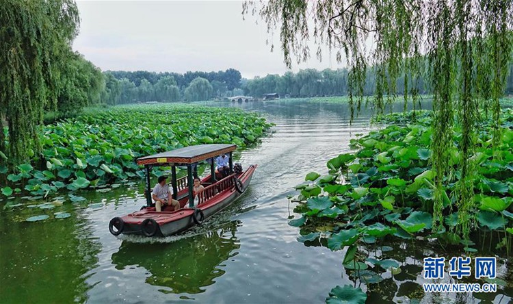 여름철에만 볼 수 있는 베이징 원명원의 ‘연꽃 풍경’
