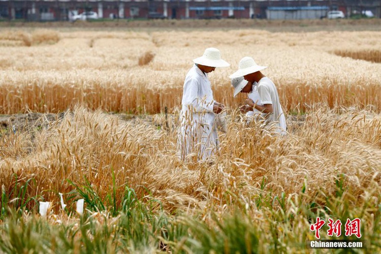 中 가장 비싼 실험용 밀밭 수확, 베이징 시내 유일한 ‘황금들녘’