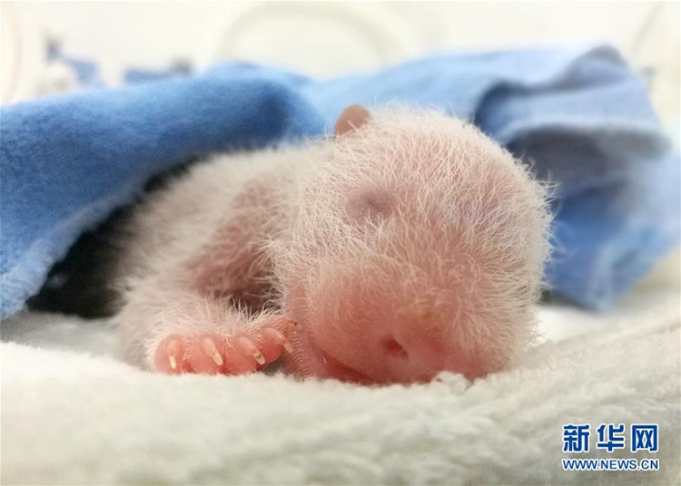 중국 산시성에 찾아온 ‘기쁨’, 새끼 판다 3마리 출산