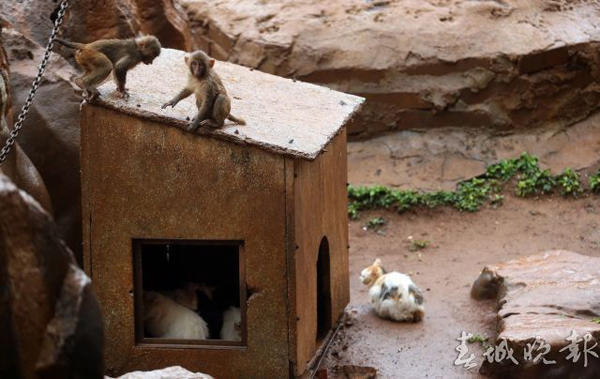 쿤밍 동물원의 ‘괴현상’: 원숭이와 고양이의 기발한 ‘동거’