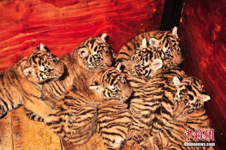 중국 윈난 야생동물원서 7쌍둥이 동북호랑이 출산, 어미 새끼 모두 건강해