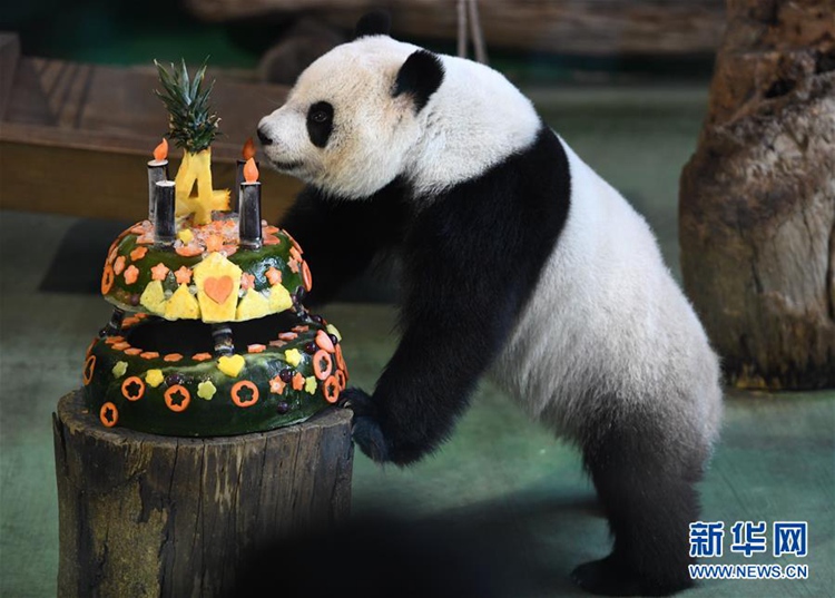 타이베이 동물원, 판다 ‘위안짜이’ 4살 생일! 케이크 먹으며 ‘룰루랄라’