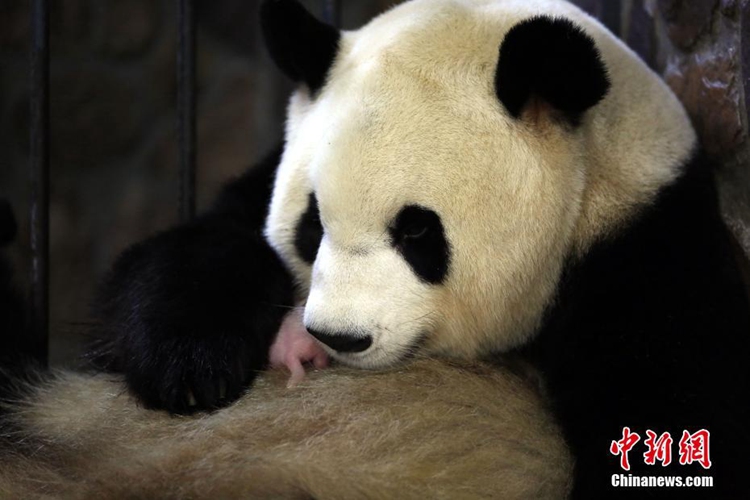 중국 청두: 판다 ‘징징’ 두 번째 출산 성공, 모자 모두 건강해