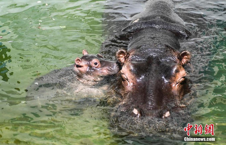 중국 지난 동물원 하마 ‘쌍둥이’ 출산, 귀여움 뿜뿜!