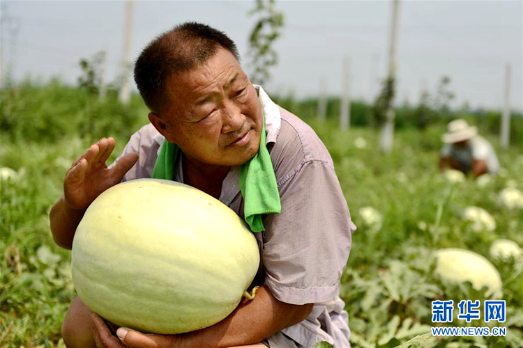 허베이(河北, 하북)성 웨이(威)현의 한 농민이 밭에서 ‘삼백(三白) 수박’을 살피고 있다.