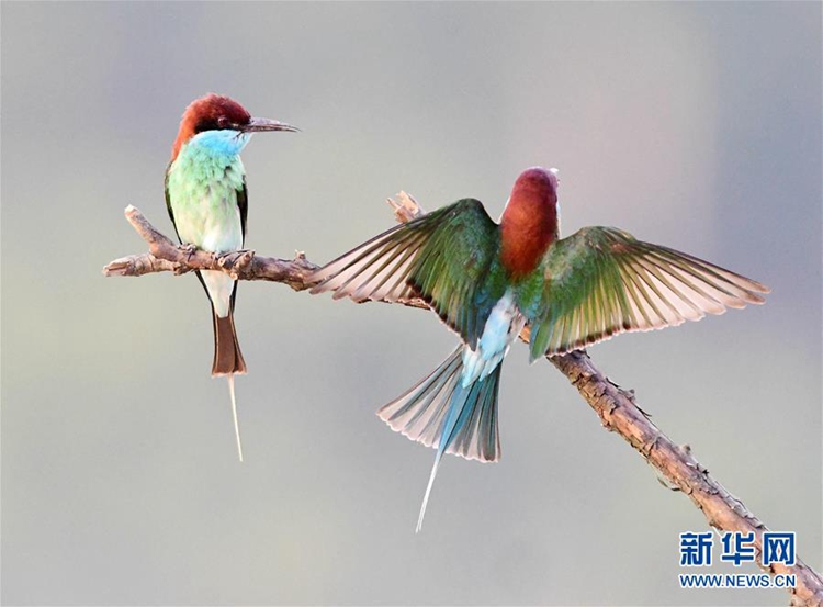 중국에서 가장 아름다운 새 ‘벌잡이새’, 민장강 중하류서 관측