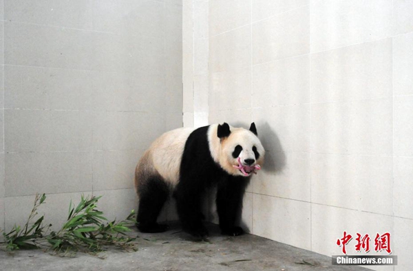 중국 판다 보호연구센터 ‘쥔주’: “나도 이제 엄마랍니다”