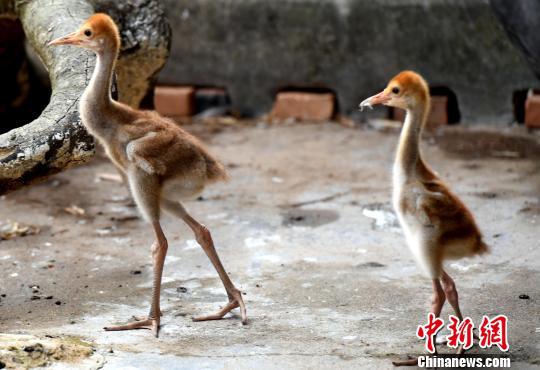 중국 푸저우 암수 쌍둥이 재두루미 번식에 성공
