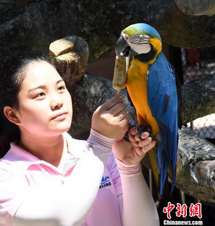 푸저우 연이은 폭염, 샤워하고 수박 얻어 먹는 새들의 피서법