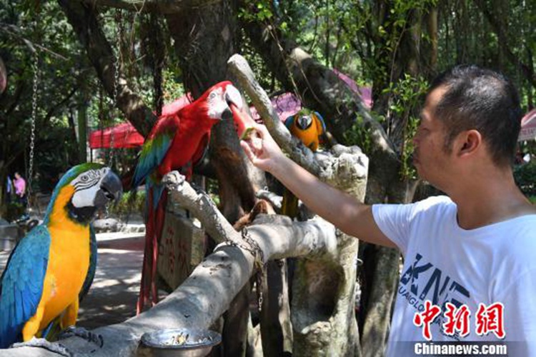 푸저우 연이은 폭염, 샤워하고 수박 얻어 먹는 새들의 피서법