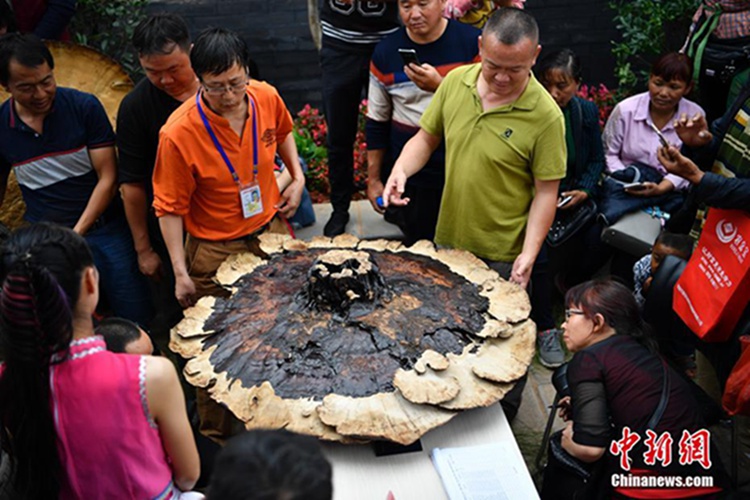 중국 윈난 난화현에서 개최된 ‘버섯왕’ 선발대회