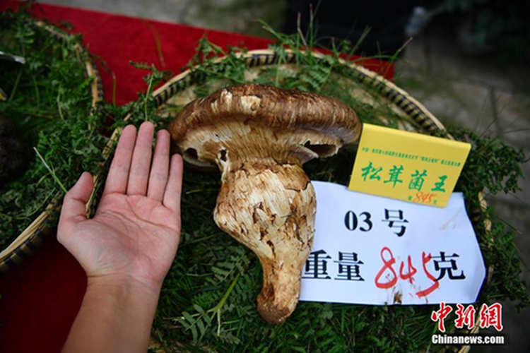 송이버섯 ‘왕’으로 선발된 이 버섯은 성년 남성의 손바닥보다도 크다.