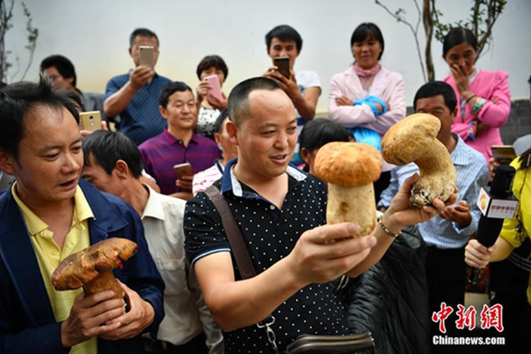 중국 윈난 난화현에서 개최된 ‘버섯왕’ 선발대회