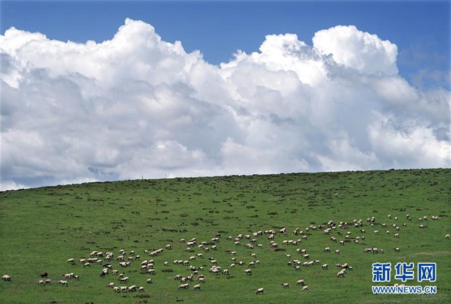 간쑤(甘肅, 감숙)성 간난(甘南) 장족(藏族) 자치주에 있는 초원 위를 노니는 양 떼의 모습이다.