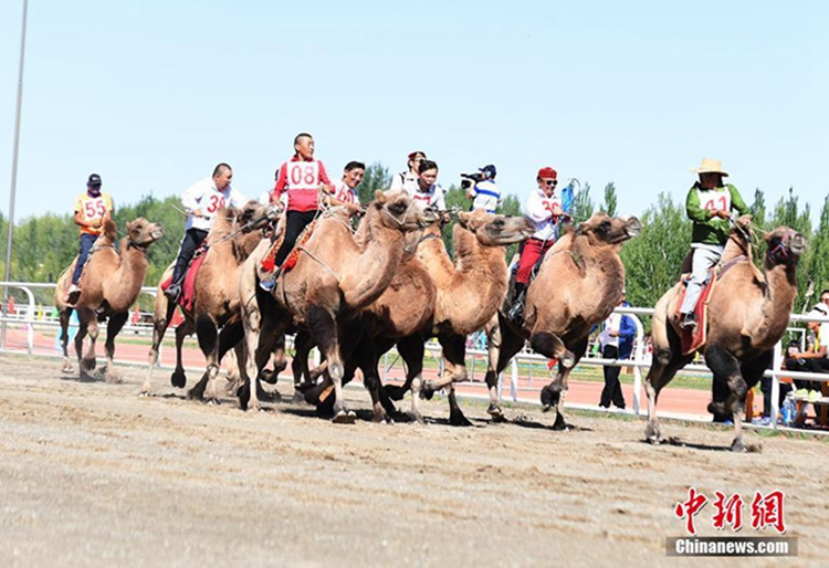 중국 간쑤 아커싸이에서 펼쳐진 이색 스포츠, ‘낙타 경기’