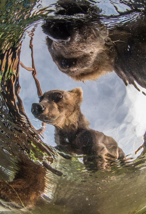 지금까지 볼 수 없었던 신개념 수중사진, 귀여운 갈색곰 가족의 퍼포먼스