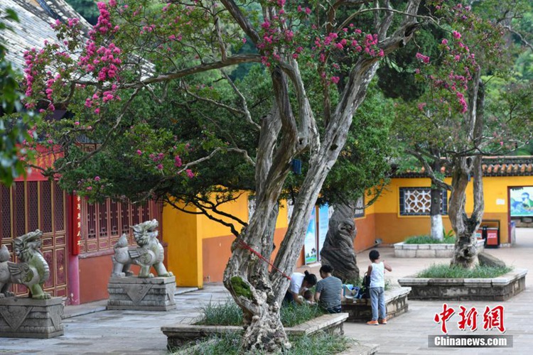 8월 14일, 관광객들이 배롱나무 아래서 휴식을 취하고 있다.