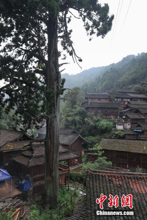 ‘중국 독삼나무의 고향’, 구이저우 거터우 묘족 마을