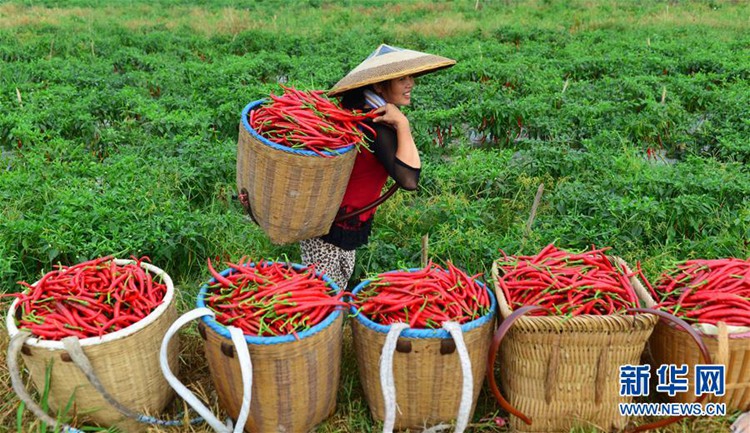 가을의 2번째 절기 ‘처서’ 맞아 중국 각지 농가 ‘푸짐한 수확’