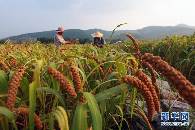 가을의 2번째 절기 ‘처서’ 맞아 중국 각지 농가 ‘푸짐한 수확’