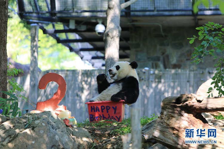 미국국립동물원서 2번째 생일 맞이한 귀요미 판다 ‘베이베이’