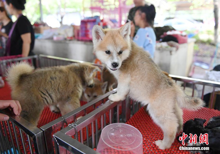 중국 창춘 농업박람회장에 등장한 귀여운 애완동물들 인기 폭발
