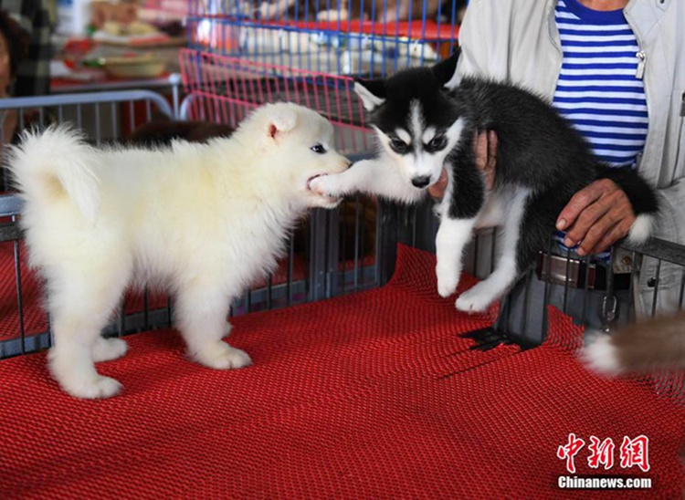 중국 창춘 농업박람회장에 등장한 귀여운 애완동물들 인기 폭발