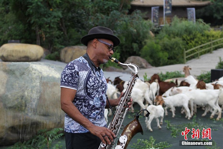 미국 그래미상 수상자인 커크 웨일럼(Kirk Whalum)이 공연 전에 색소폰 연습을 하면서 양 떼를 향해 ‘목양곡(牧羊曲)’을 불고 있다.
