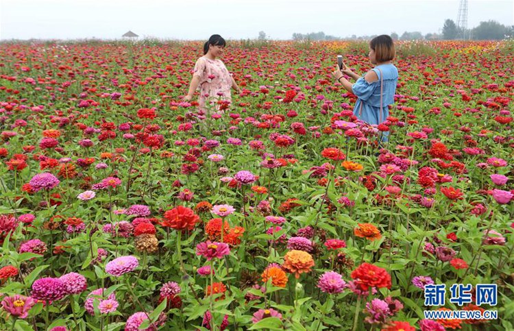 중국 허베이 양위안 시골마을 찾는 사람들, “활짝 핀 꽃이 불렀어요”