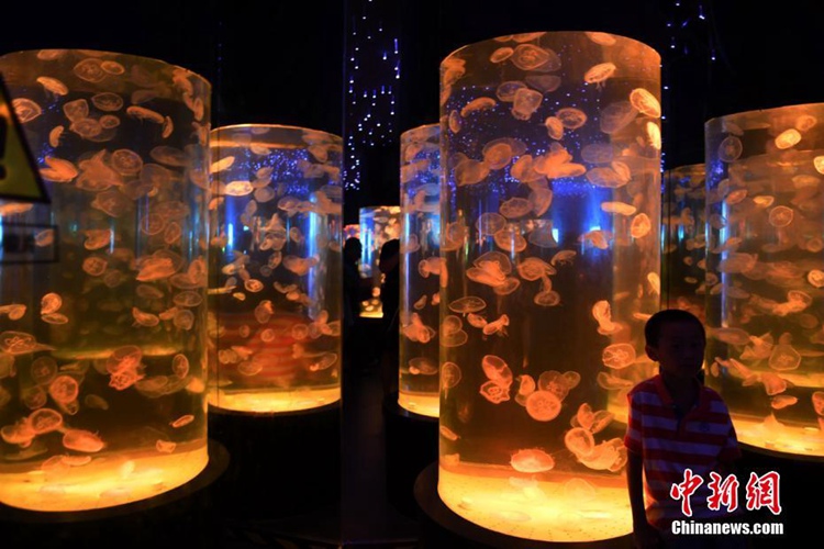 창춘 대형 해파리 전시관, 다채로운 빛으로 환상적 바다세계 연출