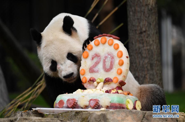 워싱턴 국립동물원에 살고 있는 판다 ‘톈톈’, 건강하게 20번째 생일 맞아