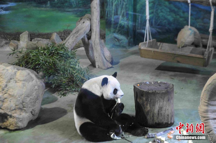 타이베이시 동물원, 자이언트판다 ‘퇀퇀’과 ‘위안위안’ 13세 생일 잔치 열어