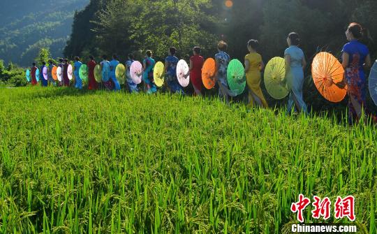 [드론 촬영] 중국의 ‘가장 아름다운 마을’ 우위안: 벼꽃 향기 속에 펼쳐진 치파오쇼