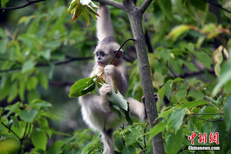 중국 윈난, 샹그릴라 검은들창코원숭이 국립공원 탐방