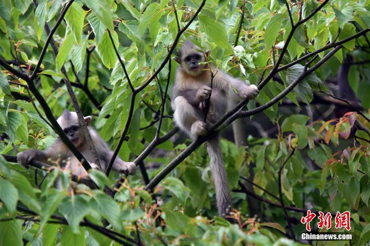 중국 윈난, 샹그릴라 검은들창코원숭이 국립공원 탐방