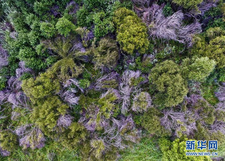 사진으로 본 중국 네이멍구 훈허강의 ‘가을 풍경’